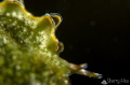   Ornate Sapsucking SlugLong Dong Bay  